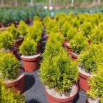 Tuja západná (Thuja occidentalis) ´GOLDEN SMARAGD´® - výška 20-30 cm, kont. C2L
